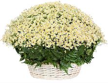 Цветочная композиция из Ромашки в корзине #REPLACE_PRED# Платнировской